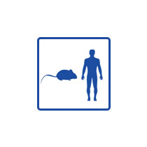 MouseHumanHybrid https://cellbankaustralia.com/wp-content/uploads/2026/01/MouseHumanHybrid.jpg